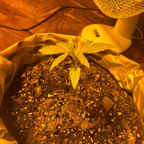 Amnesia Auto growlog timeline photo