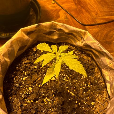 Amnesia Auto growlog timeline photo