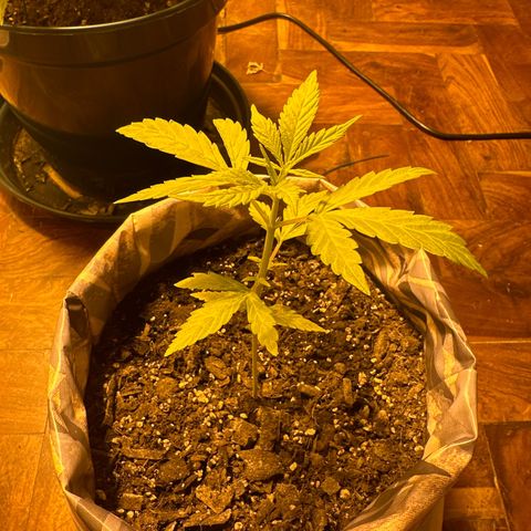 Amnesia Auto growlog timeline photo