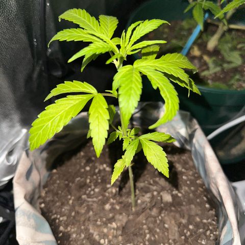 Amnesia Auto growlog timeline photo