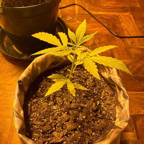 Amnesia Auto growlog timeline photo
