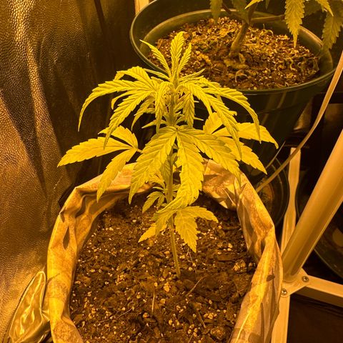 Amnesia Auto growlog timeline photo