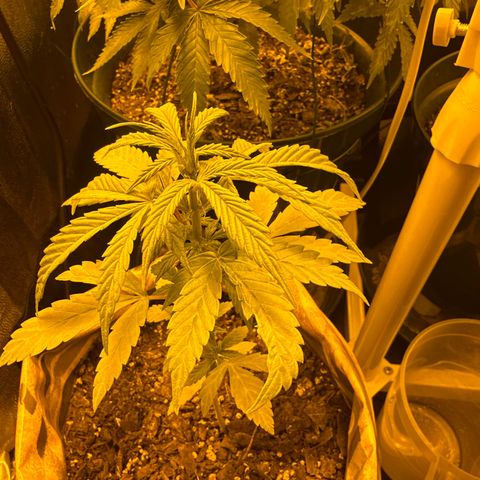 Amnesia Auto growlog timeline photo