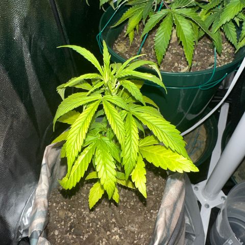 Amnesia Auto growlog timeline photo