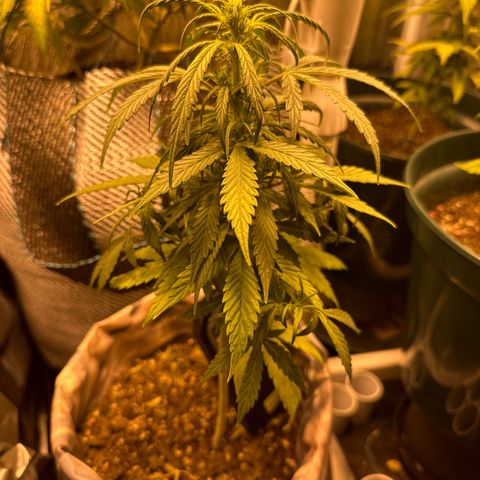 Amnesia Auto growlog timeline photo