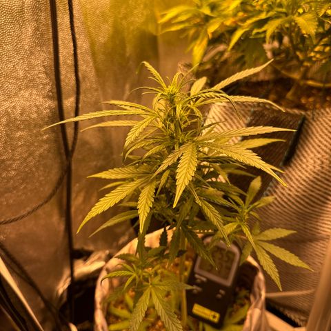 Amnesia Auto growlog timeline photo