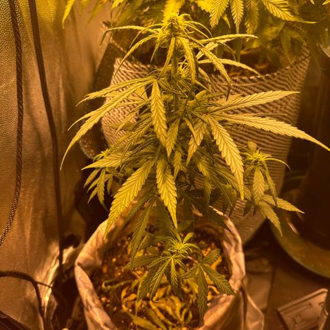 Amnesia Auto growlog timeline photo
