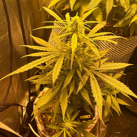 Amnesia Auto growlog timeline photo