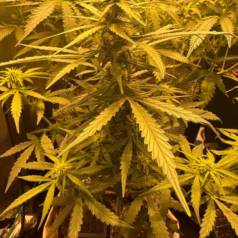 Amnesia Auto growlog timeline photo