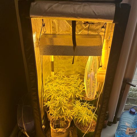 Amnesia Auto growlog timeline photo
