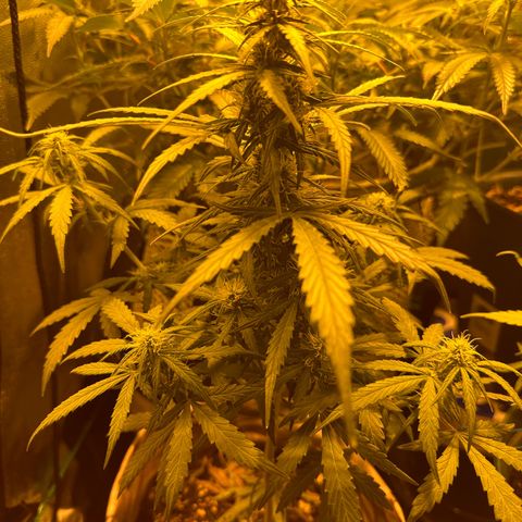 Amnesia Auto growlog timeline photo
