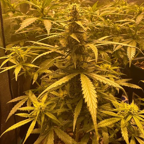 Amnesia Auto growlog timeline photo