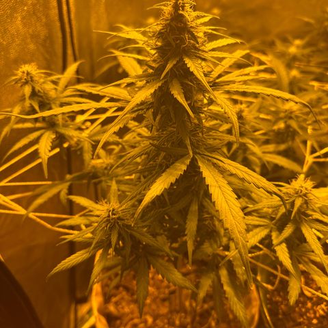 Amnesia Auto growlog timeline photo