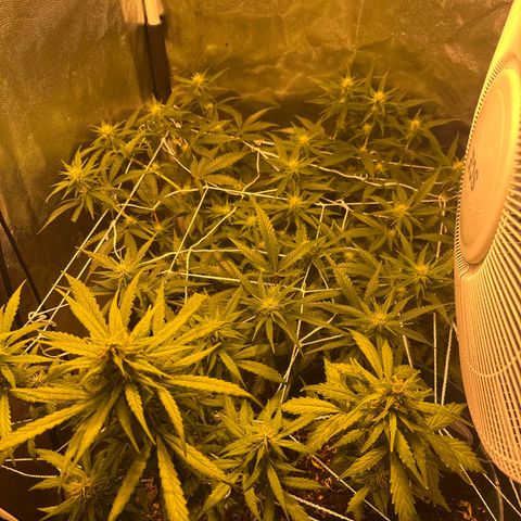 Amnesia Auto growlog timeline photo