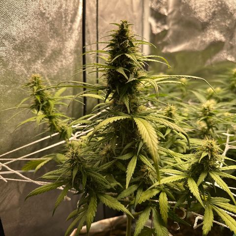 Amnesia Auto growlog timeline photo