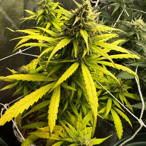 Amnesia Auto growlog timeline photo