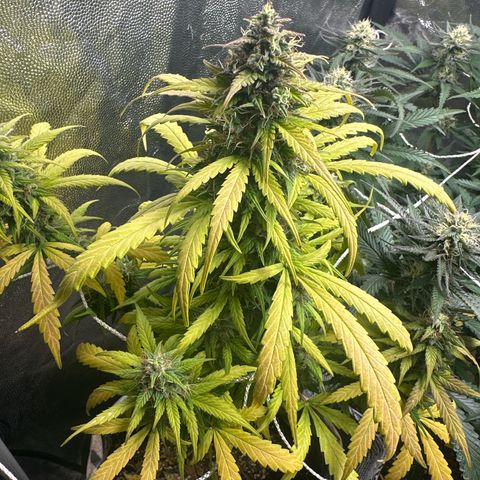 Amnesia Auto growlog timeline photo