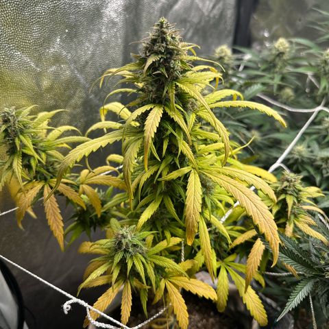 Amnesia Auto growlog timeline photo