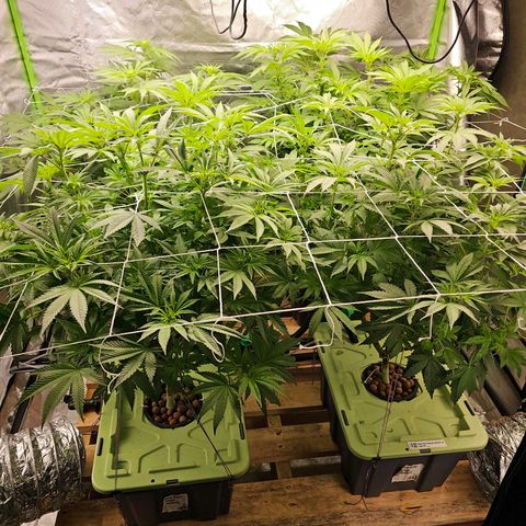 FX3  #1 growlog timeline photo