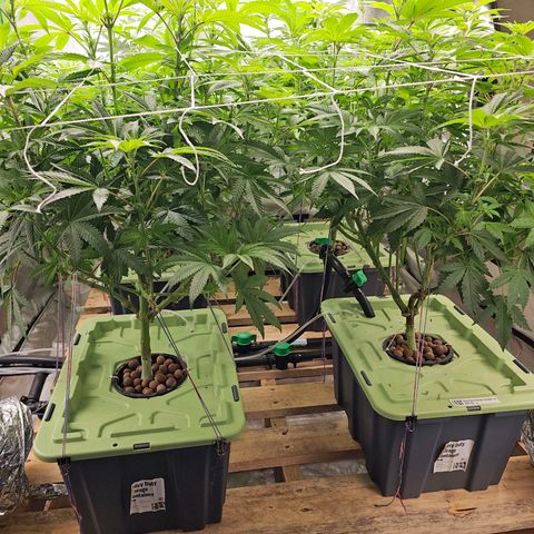 FX3  #1 growlog timeline photo