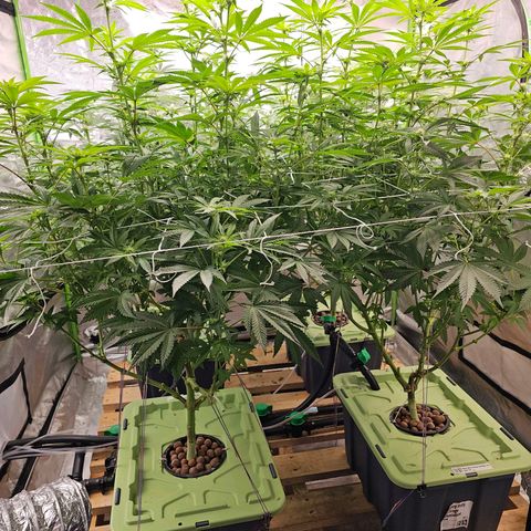 FX3  #1 growlog timeline photo