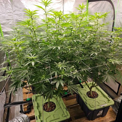 FX3  #1 growlog timeline photo