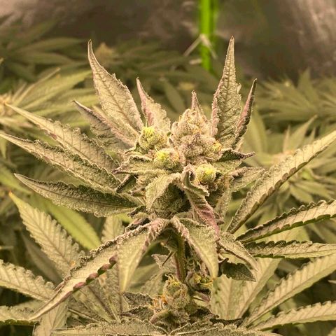 FX3  #1 growlog timeline photo