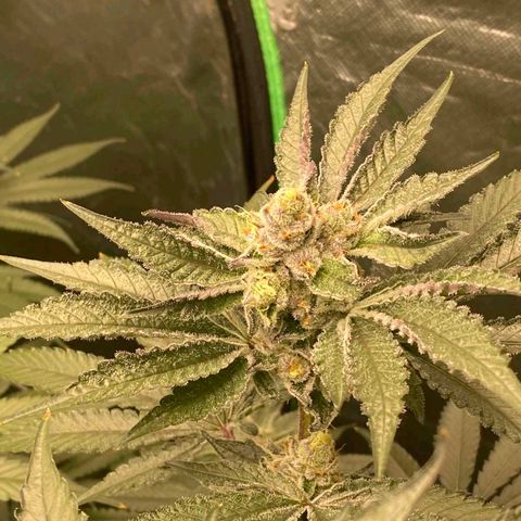 FX3  #1 growlog timeline photo