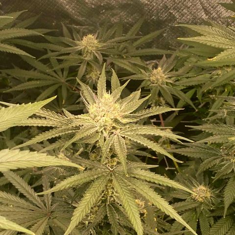 FX3  #1 growlog timeline photo