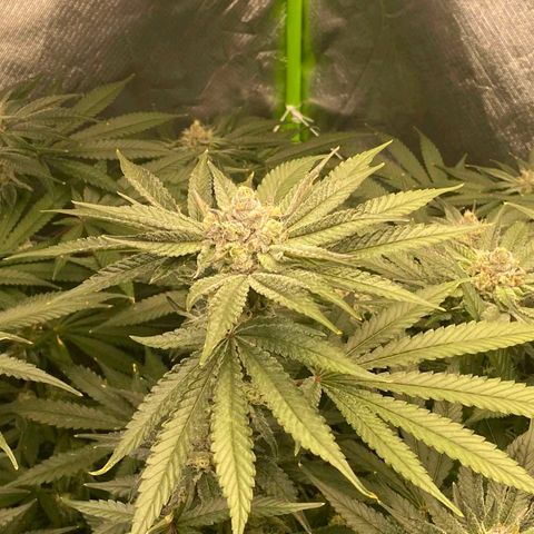 FX3  #1 growlog timeline photo