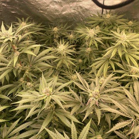 FX3  #1 growlog timeline photo