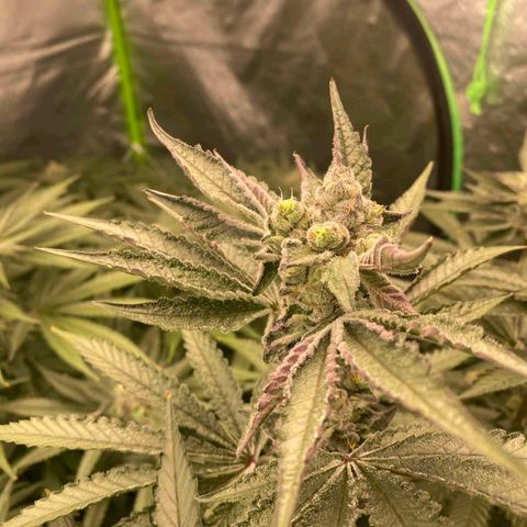 FX3  #1 growlog timeline photo