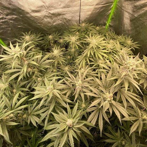 FX3  #1 growlog timeline photo