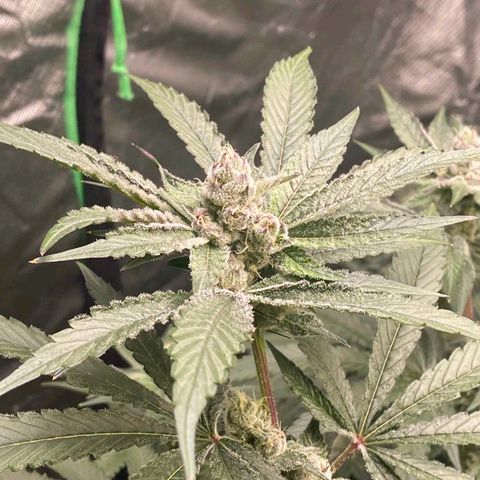 FX3  #1 growlog timeline photo