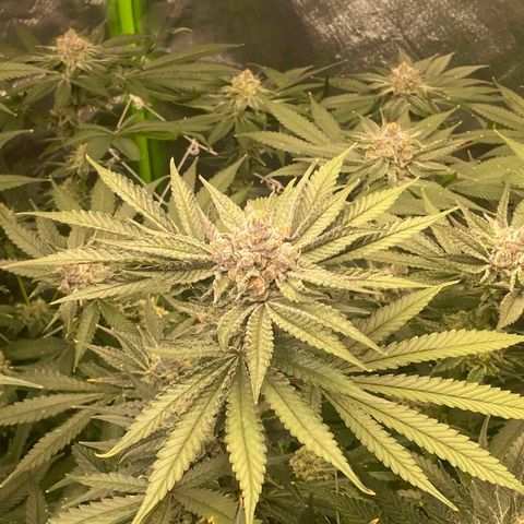 FX3  #1 growlog timeline photo