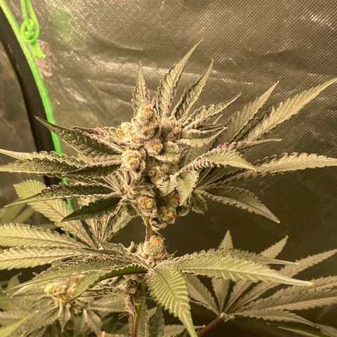 FX3  #1 growlog timeline photo