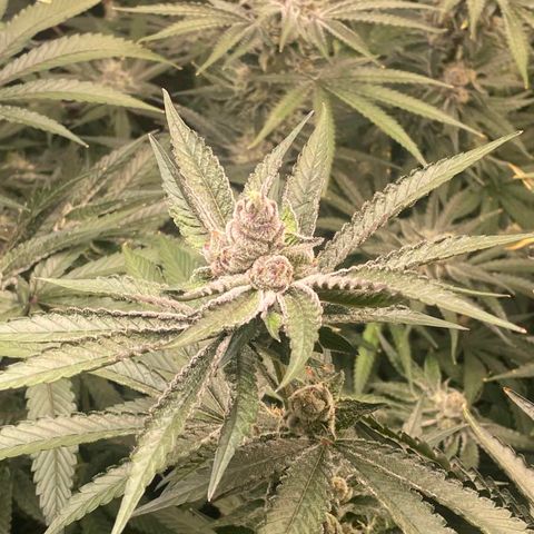 FX3  #1 growlog timeline photo