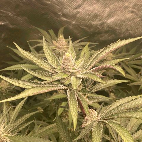 FX3  #1 growlog timeline photo