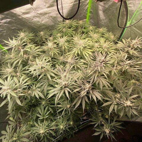FX3  #1 growlog timeline photo
