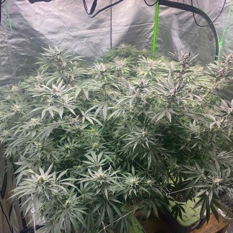 FX3  #1 growlog timeline photo