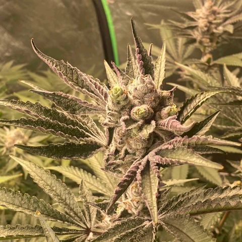 FX3  #1 growlog timeline photo