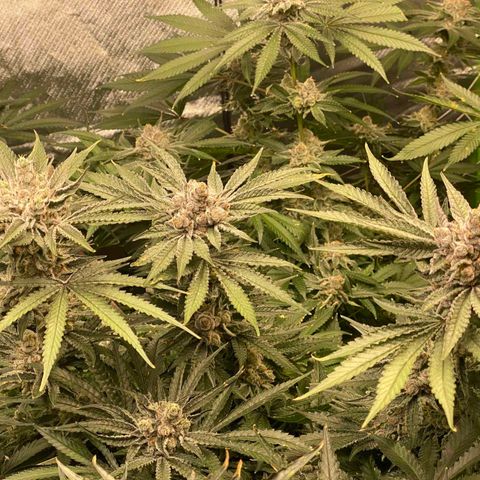 FX3  #1 growlog timeline photo