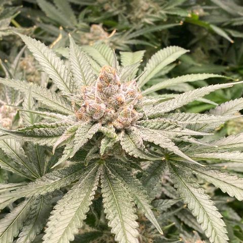 FX3  #1 growlog timeline photo