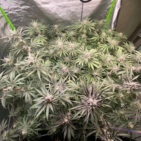 FX3  #1 growlog timeline photo