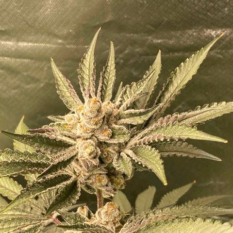 FX3  #1 growlog timeline photo