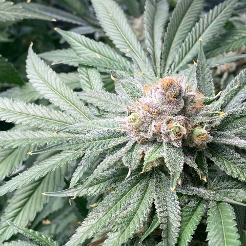 FX3  #1 growlog timeline photo
