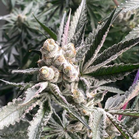 FX3  #1 growlog timeline photo