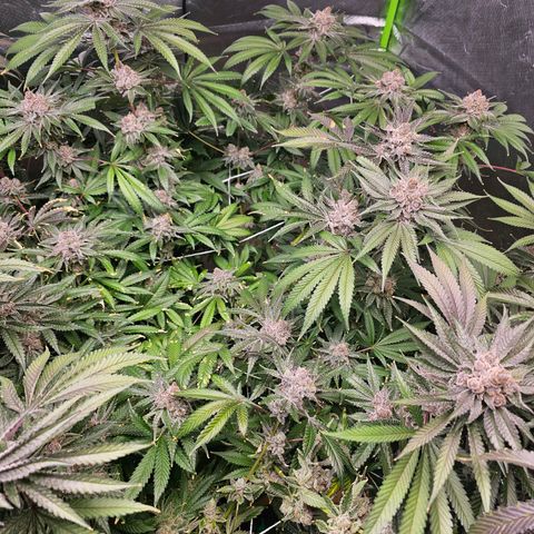 FX3  #1 growlog timeline photo
