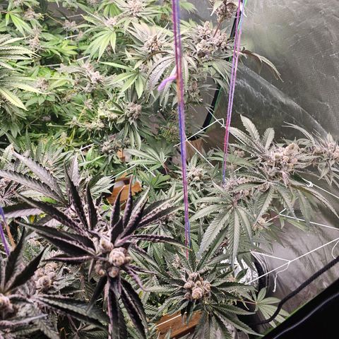 FX3  #1 growlog timeline photo
