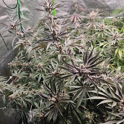 FX3  #1 growlog timeline photo